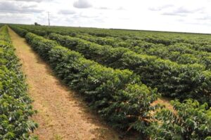 Brazil Dark Roast - Image 5