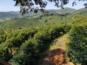 Brazil Dark Roast - Image 4