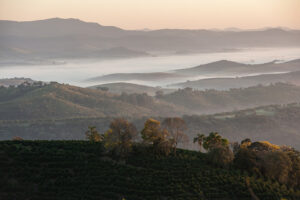 Brazil Dark Roast - Image 2