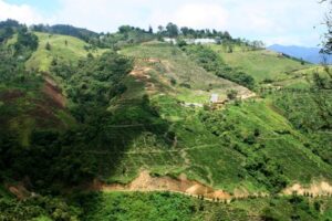 Colombia Huila - Image 5