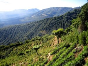 Colombia Huila - Image 4