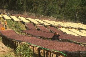 Ethiopia Yirgacheffe - Image 2