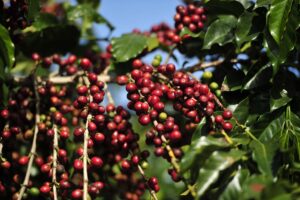 Brazil Dark Roast - Image 3
